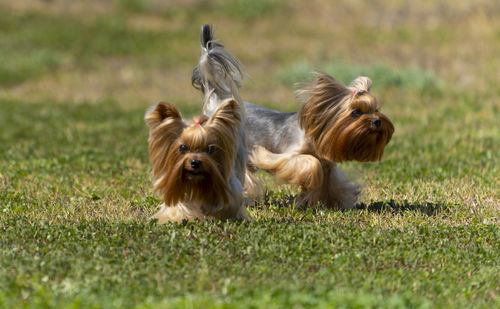 Portrait of dog running on grassy field