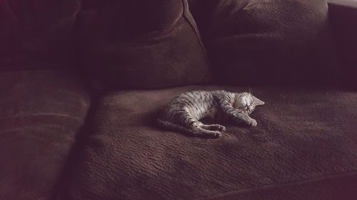 High angle view of kitten sleeping on sofa at home