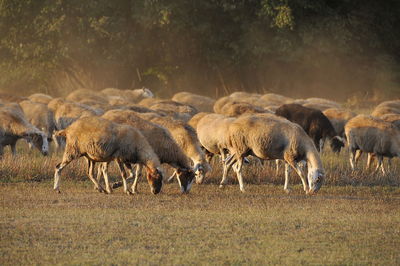 Flock of sheep grazing in field