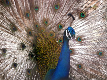 Close-up of peacock