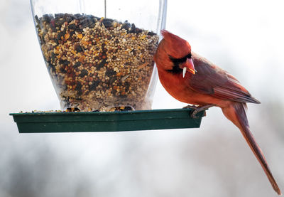 Close-up of bird perching on feeder