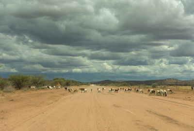 A herd of goats crossing the dirt road, namibia