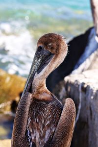 Close-up of a bird