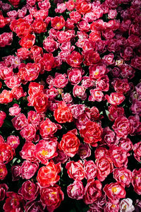 High angle view of pink roses