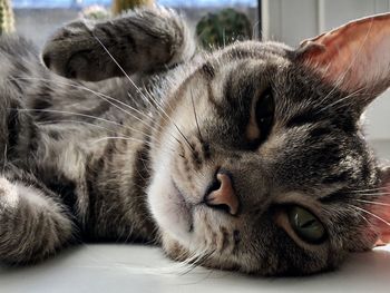 Close-up of cat resting