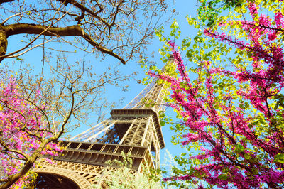 Low angle view of pink flowering tree by building against sky