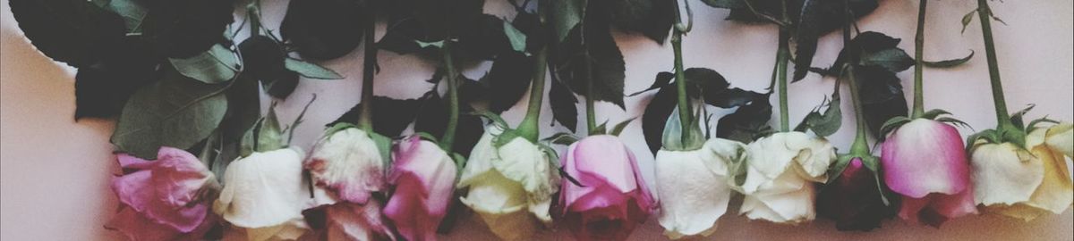 Close-up of pink flowers