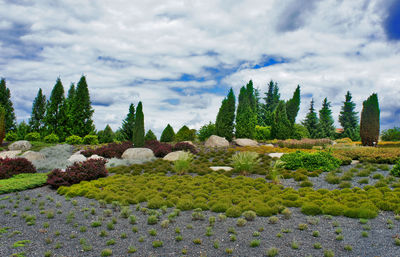 Plants and trees against sky