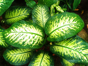 High angle view of green leaf