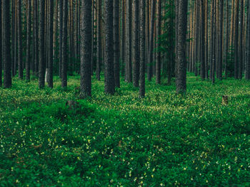 View of trees in forest