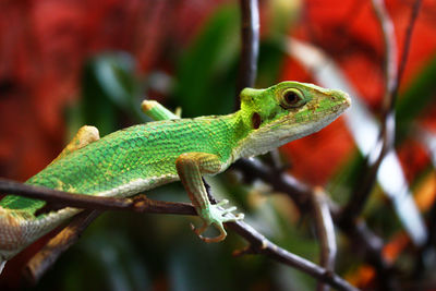 Close-up of lizard on branch 