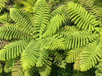 Close-up of fern leaves