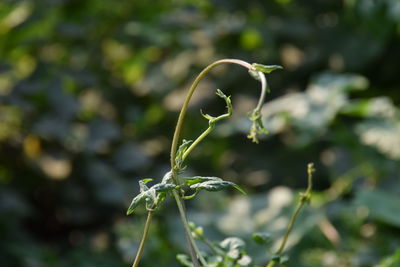 Close-up of plant