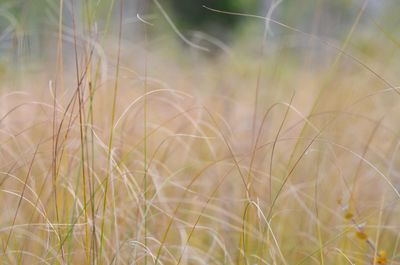 Close-up of crops on field