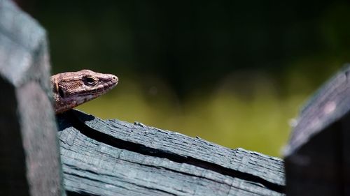Close-up of lizard on log