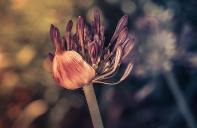 Close-up of flower bud