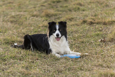 Dog sitting on field