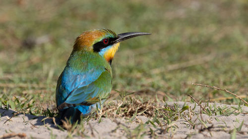 Close-up of bird perching on field