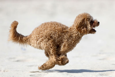 Side view of a dog on land