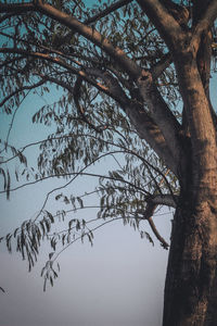 Bare tree against sky during winter