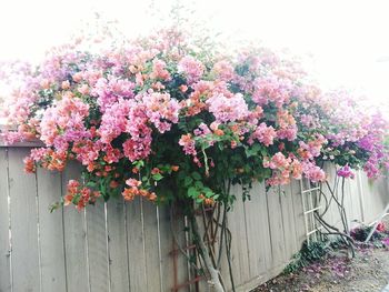 Pink flowers blooming on tree