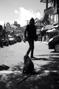 Dog walking on street in city