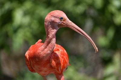 Close-up of bird perching on red outdoors