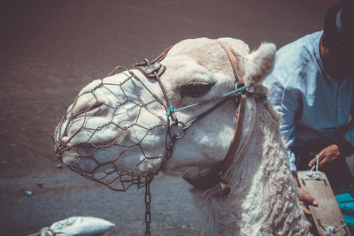 Close-up of camel