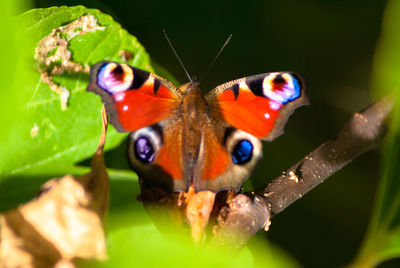 Close-up of butterfly on leaf