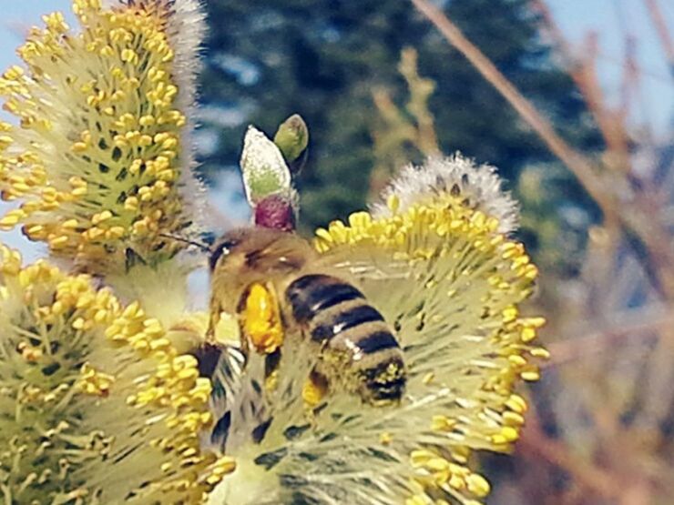 flower, yellow, petal, fragility, growth, plant, freshness, flower head, beauty in nature, nature, close-up, focus on foreground, insect, blooming, field, day, outdoors, selective focus, pollen, sunlight