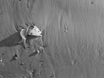 High angle view of dead fish at beach