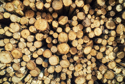 Full frame shot of logs in forest