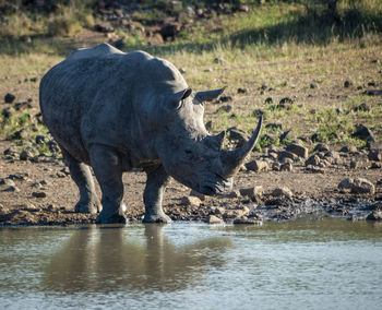 Side view of rhino drinking water