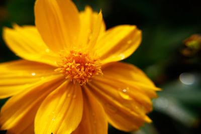 Close-up of yellow cosmos flower blooming outdoors