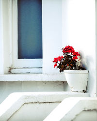 Flower pot on potted plant against window