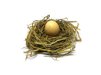 Close-up of eggs in nest against white background