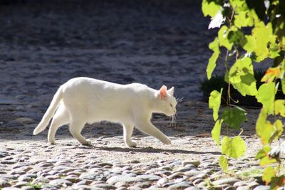 Side view of white cat walking on street