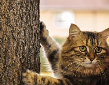 Close-up portrait of cat on tree trunk