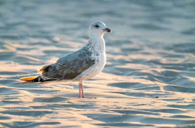 Close-up of seagull on beach