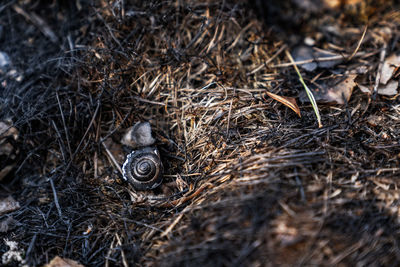 High angle view of nest on field