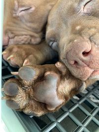 High angle view of a dog sleeping