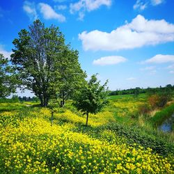 Scenic view of oilseed rape field against sky
