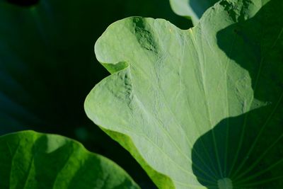 Close-up of fresh green leaves