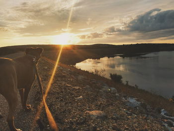 Dog on shore against sky during sunset