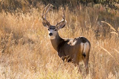 Deer standing in grass