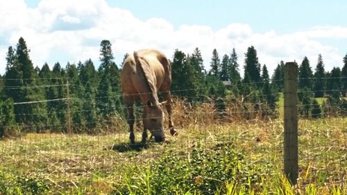 Horse grazing on grassy field