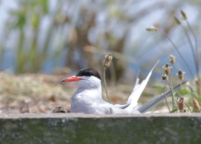 Close-up of bird perching on a land