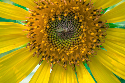 Full frame shot of sunflower