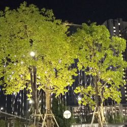 Illuminated street by trees in park at night