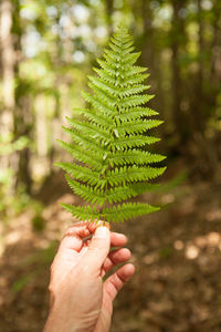 Close-up of hand holding pine tree